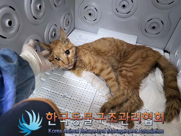 한국동물구조관리협회_411306202300665